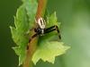 Misumena vatia